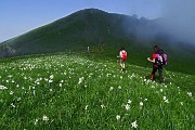 35 Salendo i dossi del Linzone, imbiancati di narcisi con uno sbuffo di nebbia...